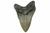 Serrated, Fossil Megalodon Tooth - North Carolina #351757-1